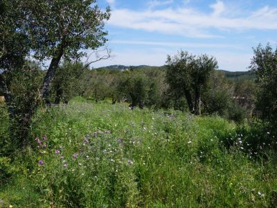 Das Hotel auf Korfu grenzt an Wiesen und Olivenhaine