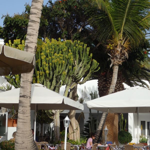 Lebenskr�fte st�rken auf Lanzarote (Kanaren)