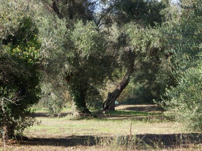 Olivenhain Natur Agios Georgios Pagon Korfu