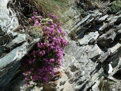 �berall wachsen Blumen, sogar auf Steinen (roter Steinbrech)