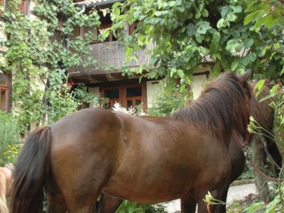 Reiterhof Niedersachsen mit Reitunterricht f�r Kinder Bio-Pension