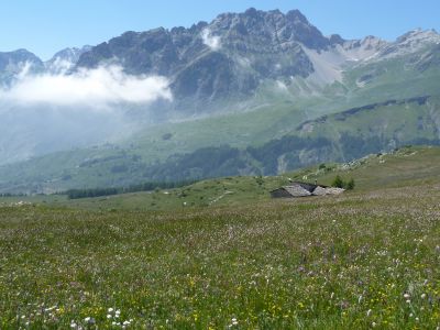 Bl�hende Bergwiesen - eine Pracht!