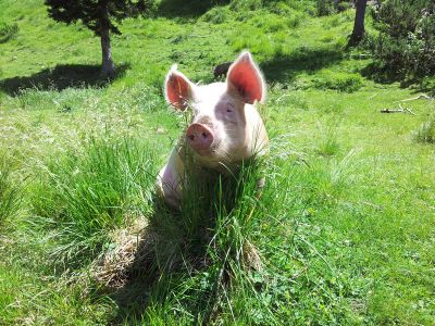 Slowenienreise f�r Familien und Single mit Kindern und Jugendlichen