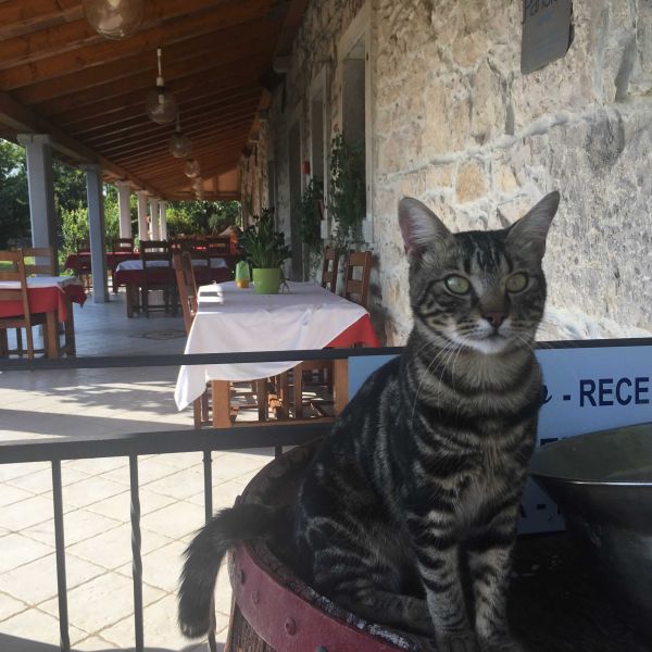 Landpension im urspr�nglichen Istrien - Kroatien