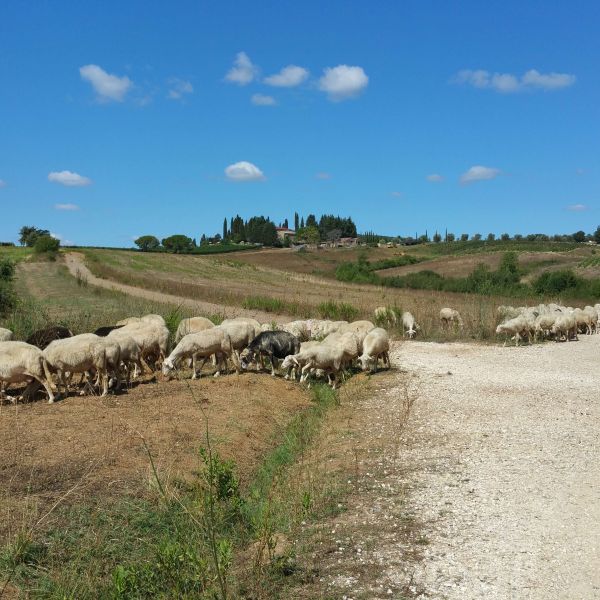 Familien-Mountainbike-Woche in der Toskana 