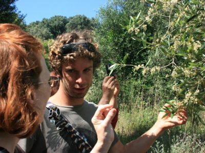 Familienurlaub Korfu: Oliven