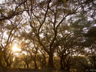 Olivenhain Stimmung Sonne