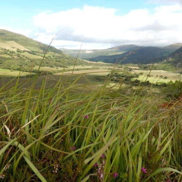 �ko-Pension in Irland - G�lische Kultur und wilde K�sten