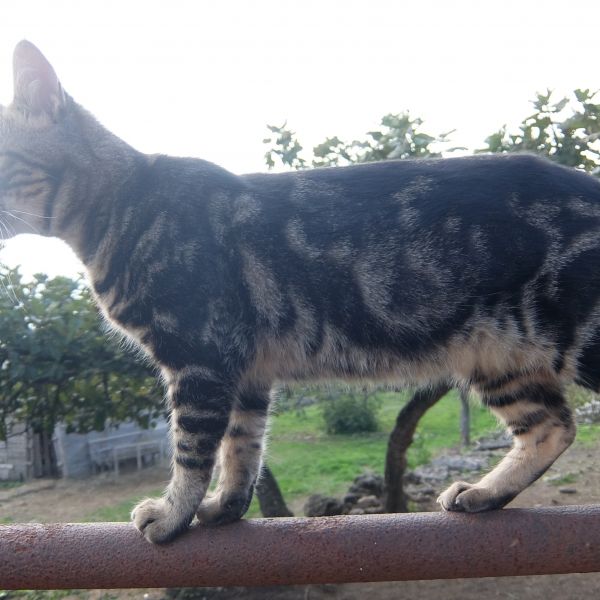 Landpension im urspr�nglichen Istrien - Kroatien