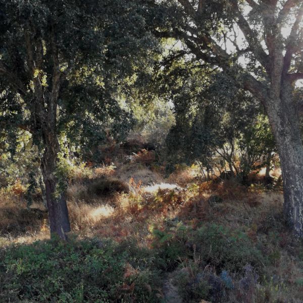 Wandern an der Algarve: Von der Serra Monchique bis zur Atlantikk�ste - Portugal