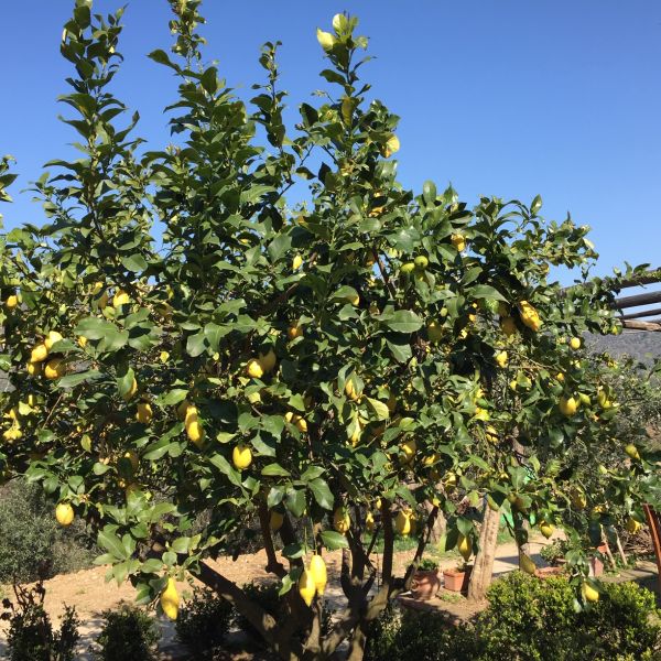 Bio-Agriturismo im Cilento - S�ditalien