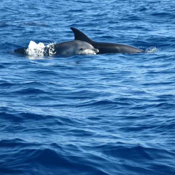 Delfin- und Walbeobachtungswoche (Whale Watching) auf La Gomera